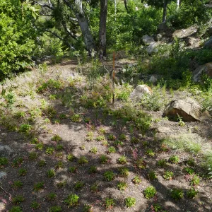Wooded Dell