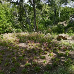 Wooded Dell