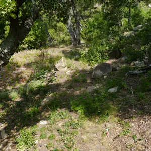 Wooded Dell