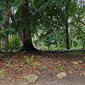 Panorama of fallen sycamore branch in the Redwood Section