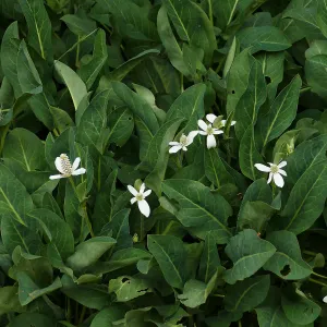 Yerba Mansa