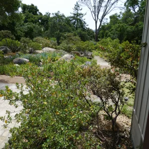 Home Demonstration Garden Renovation, view 18, looking south from south entrance of Cottage