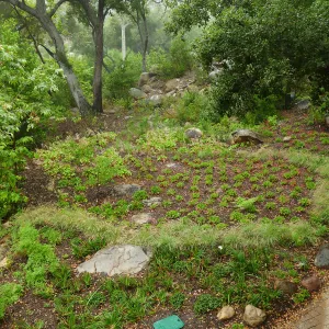 Wooded Dell