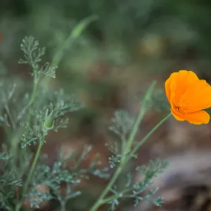 Poppy