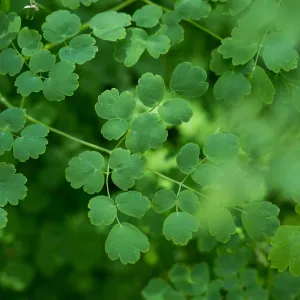 Thalictrum fendleri polycarpum