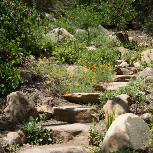 Stone Steps to Manzanita Section