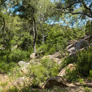 Wooded Dell