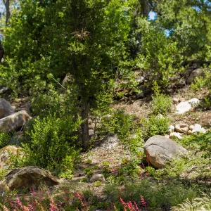 Wooded Dell