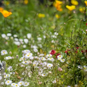 Meadow Wildflowers