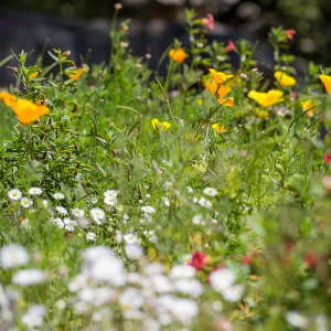 Meadow Wildflowers
