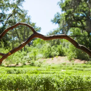 Centennial Maze Entrance