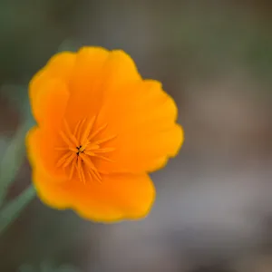 Poppy