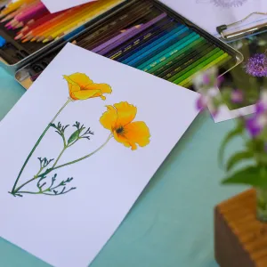 Cultivating the Wild: Native Gardens Tour and 90th Birthday Celebration, Kate Davis, Coloring Book
