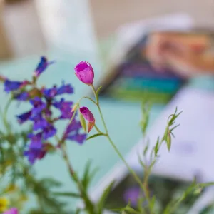 Cultivating the Wild: Native Gardens Tour and 90th Birthday Celebration