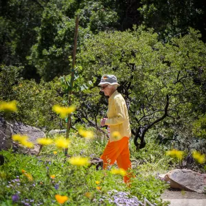 Cultivating the Wild: Native Gardens Tour and 90th Birthday Celebration, Cathy Rose