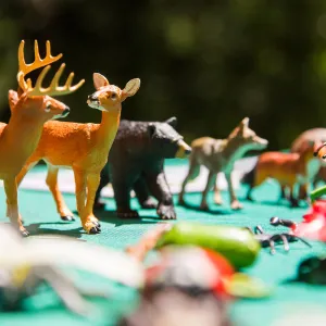 Cultivating the Wild: Native Gardens Tour and 90th Birthday Celebration, Plant-Animal Interaction Display