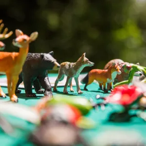 Cultivating the Wild: Native Gardens Tour and 90th Birthday Celebration, Plant-Animal Interaction Display