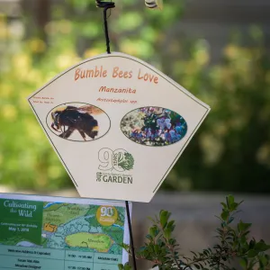 Cultivating the Wild: Native Gardens Tour and 90th Birthday Celebration, Bumble Bee Plant Quest