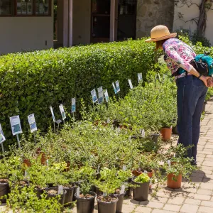 Cultivating the Wild: Native Gardens Tour and 90th Birthday Celebration, Plant Sale