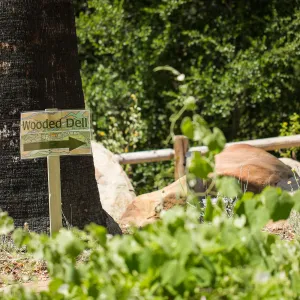 Cultivating the Wild: Native Gardens Tour and 90th Birthday Celebration