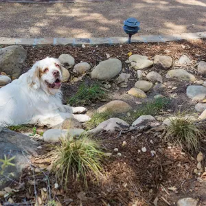 Cultivating the Wild: Native Gardens Tour and 90th Birthday Celebration