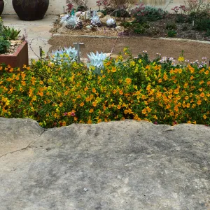 Jelly Bean Yellow And Gold Monkeyflower