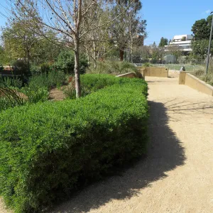 Natural History Museum of Los Angeles, Nature Gardens, Baccharis â€˜Centennial' hedge