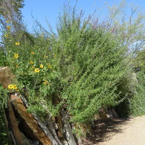 Natural History Museum of Los Angeles, Nature Gardens, Salvia (sage)