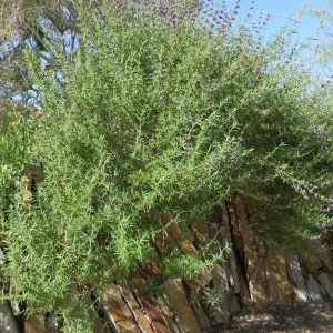 Natural History Museum of Los Angeles, Nature Gardens, Salvia (sage)
