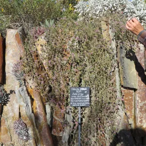 Natural History Museum of Los Angeles, Nature Gardens, Trailing Indigo Bush , Dalea greggii