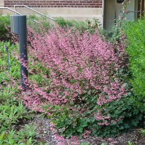 Natural History Museum of Los Angeles, Nature Gardens, Heuchera