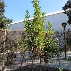 Natural History Museum of Los Angeles, Nature Gardens, Edible Garden