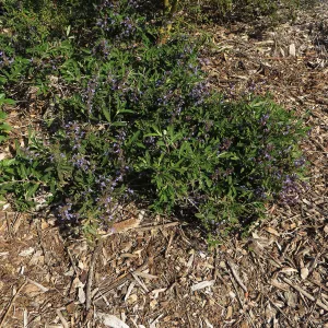  Salvia (sage) volunteer by Porter Bench