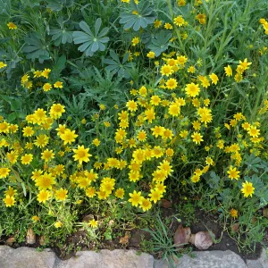 SBBG, Goldfields and Succulent Lupine