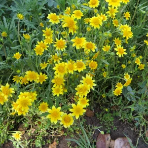 SBBG, Goldfields and Succulent Lupine
