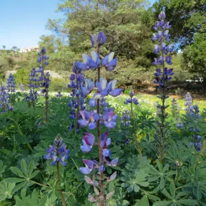 SBBG, Succulent Lupine
