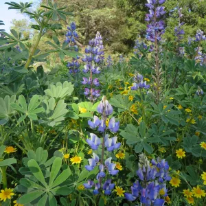 SBBG, Goldfields and Succulent Lupine