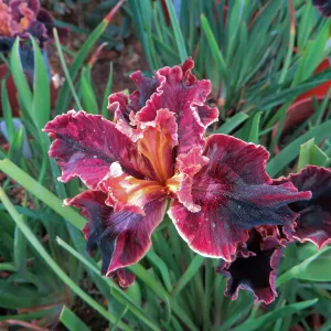 Iris â€˜Now Showing'
