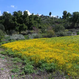 SBBG Meadow, Goldfields, Tidy Tips, Succulent Lupine