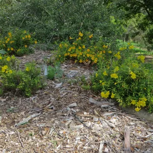 SBBG, Porter Trail, Mimulus â€˜Jelly Bean Gold' & â€˜Jelly Bean Yellow'