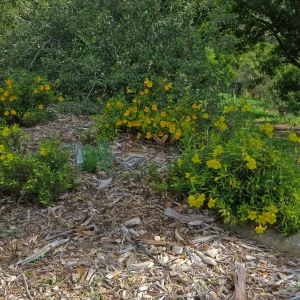 SBBG, Porter Trail, Mimulus â€˜Jelly Bean Gold' & â€˜Jelly Bean Yellow'