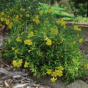SBBG, Porter Trail, Mimulus â€˜Jelly Bean Gold' & â€˜Jelly Bean Yellow'