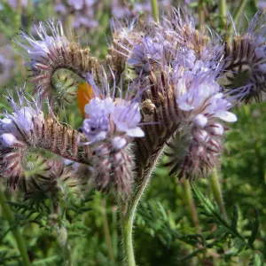 SBBG, Porter Trail, Phacelia