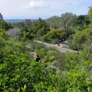 SBBG, from Porter Trail across Mission Canyon Road