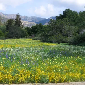SBBG, Meadow, Gold Fields, Succulent Lupine, Tidy Tips