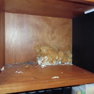 SBBG Muller Reading Room, rat problem