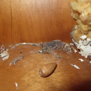 SBBG Muller Reading Room, rat problem