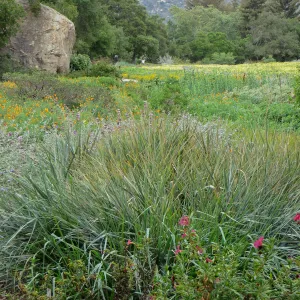 SBBG Blakesley Boulder