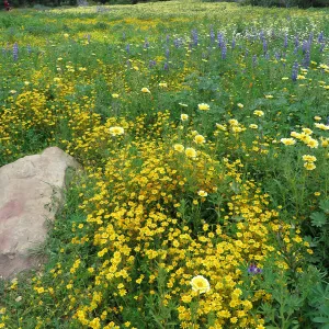 SBBG Meradow, Tidy Tips, Gold Fields, Succulent Lupine