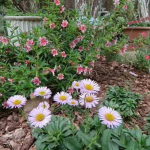 Betsys home garden, Erigeron and Mimulus â€˜Jellybean Purple Pink'